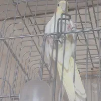 ماده لوتینو