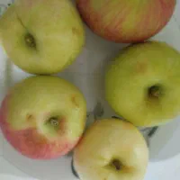سیب بهاری