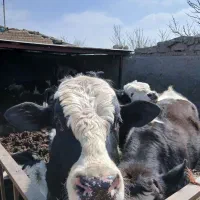 گاوشیریوتلیسه
