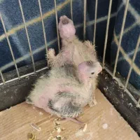 عروس هلندی جفت نرو ماده کارداده
