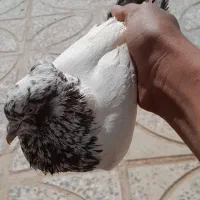 کله دم|پرنده|هندمینی, |دیوار