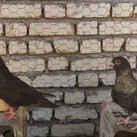 سه تا موشی