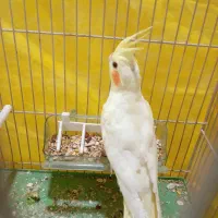 عروس هلندی نر دستی
