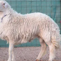 گوسفند زنده باسکول دیجیتال