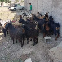 12راس بز بزغاله دار میش گوسفند بره