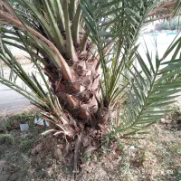 پاجوش نخل