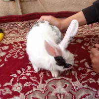 خرگوش خونگی سیا سفید دستی
