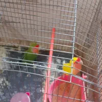 فروش فوری کوتوله