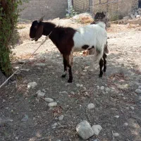 کهره نر