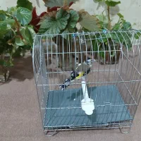 سیره ماده|پرنده|سنندج, |دیوار