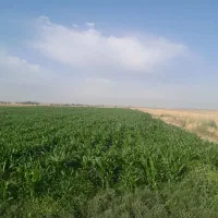 خریدار کود اوره .سرک .