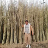 نـهـال صنوبر درجـه یک سریع الرشد مناسب کشت اقتصادی