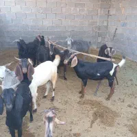 بز و کولار چاق