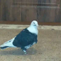 کفتر رنگه مقبول چپ وساده امری