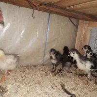 فروش دو عدد مرغ به همراه جوجه ها گلین سه نقش وطوسی
