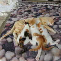 سه عدد بچه گربه واگذاری رایگان
