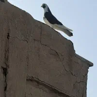 کفتر گرفتنی