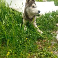 سگ هاسکی معاوضه یا فروش