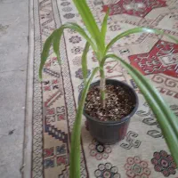 گل و گیاه زینتی تکی وعمده