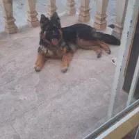 سگ ژرمن شپرد‌ اصل