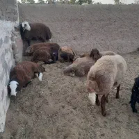 بره نر چاق افشاری