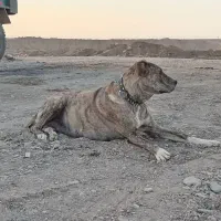سلام ماده سگ فروشی.گلگی هست. خراسان رضوی سرخس