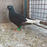 ماده دمپاک