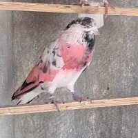 کفتر نر دست پر قوچی