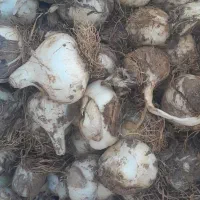 موسیر لیز