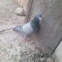 کفتر