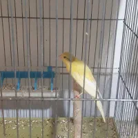 قناری جوجه کار دونسته
