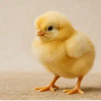 فروش جوجه گوشتی نژاد راس ۳۰۸