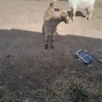 دو تا بزغاله  نر ماده مفت  سانن  بره