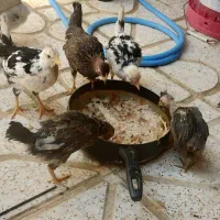 مرغ