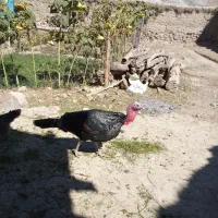 بوقلمون نر