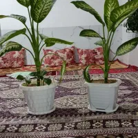 2عدد گل دیفن باخیا با گلدان