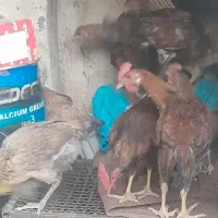 جوجه خروس ۴ ماهه دونی ۷۰۰