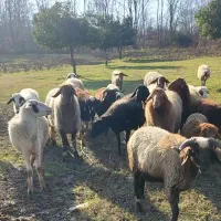 گوسفند فروشی
