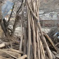 چوب درخت چنار