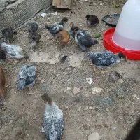 جوجه گلپایگانی وبرهما