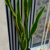 فروش گل اپارتمانی