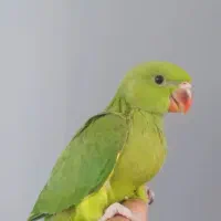 ملنگو تازه دونخور