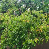 اجاره خانه دربست خیابان آزادی ساختمان سنگی