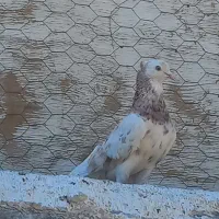 کفتر سرور هما