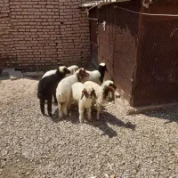 بره