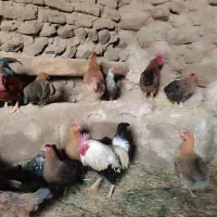 خروس محلی و تخم مرغ محلی و تخم بوقلمون و شیره