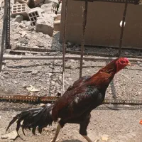 خروس خوب بفروش