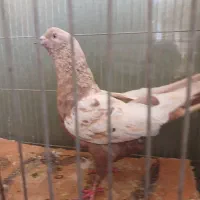 نر سینه ای پور قور مست