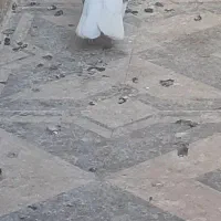 کبوتر دوکت