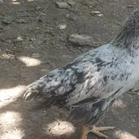 جوجه گلین ۷۰روزه
